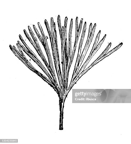 Baiera Photos and Premium High Res Pictures Getty Images