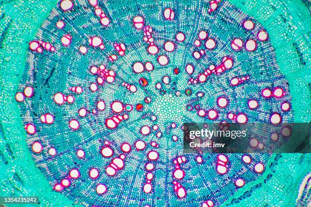 micrographie de tige de maïs - microscopie photos et images de collection