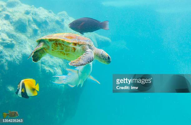 swimming turtle in reunion island. - la reunion stock pictures, royalty-free photos & images