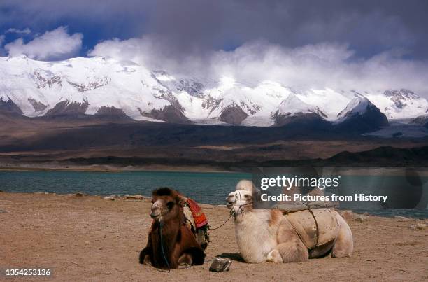 The Bactrian camel is a large even-toed ungulate native to the steppes of central Asia. It is presently restricted in the wild to remote regions of...