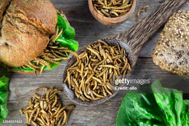 edible insects as meat substitute. mealworm - tenebrio molitor. novel food concept - mealworm stockfoto's en -beelden