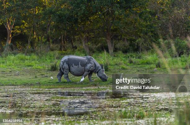female one horned rhino - kaziranga national park photos et images de collection