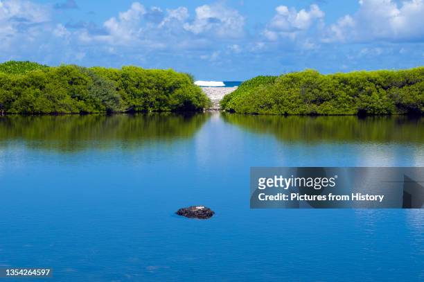Mangroves are various kinds of trees up to medium height and shrubs that grow in saline coastal sediment habitats in the tropics and subtropics...