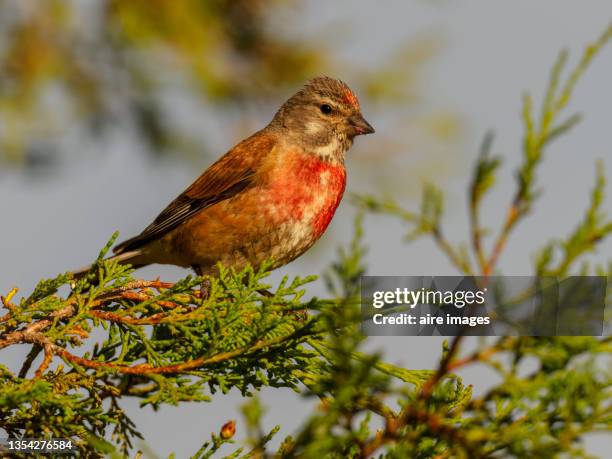 a beautiful linnet (carduelis cannabina) perching in a pine bush. - pintarroxo comum - fotografias e filmes do acervo