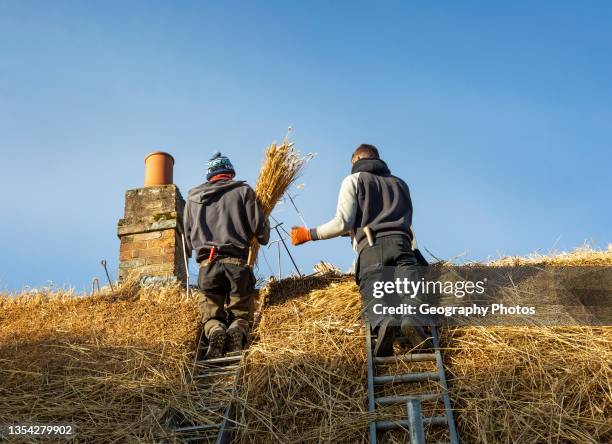 Thatchers working on roof of thatched country cottage, Great Bedwyn village, Wiltshire, England, UK.