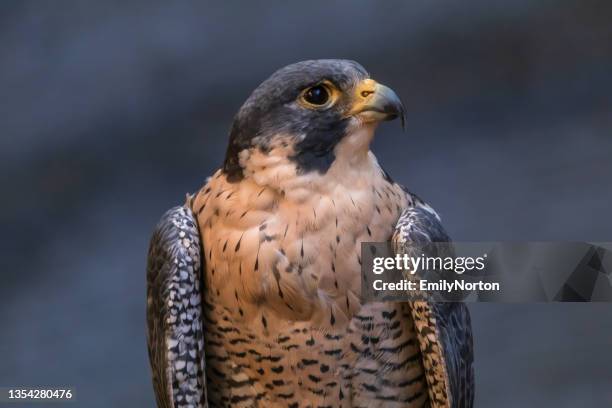peregrine falcon - falcon bird stock pictures, royalty-free photos & images