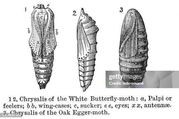 old engraved illustration of entomology, chrysalis of cabbage white (pieris rapae) and chrysalis of oak eggar moth - kokong bildbanksfoton och bilder