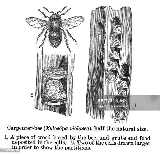 old engraved illustration of violet carpenter bee - xylocopa (xylocopa) violacea - bee stock illustrations stock pictures, royalty-free photos & images