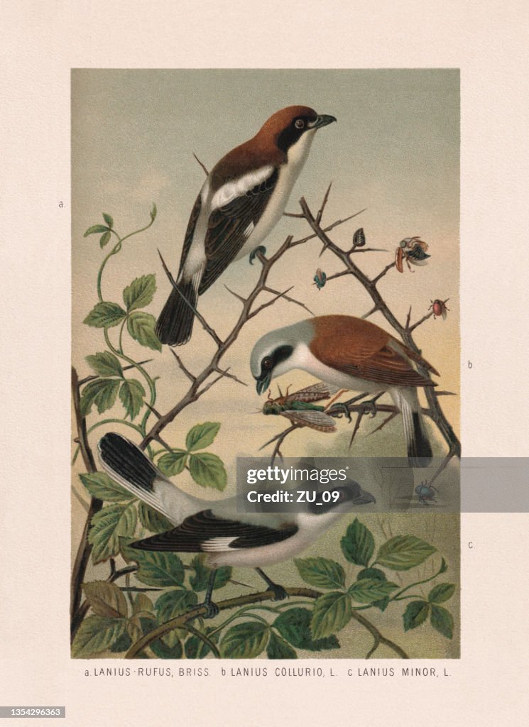 Passeriformes: Shrikes (Laniidae), chromolithograph, published in 1887