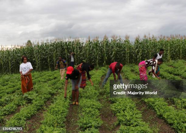 Young people are seen working removing weeds in a groundnut field. Mchinji, Malawi.