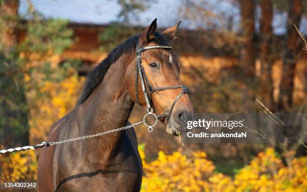 portrait of sportive warmblood horse posing in beautiful stable garden. fall season - palomino stock-fotos und bilder