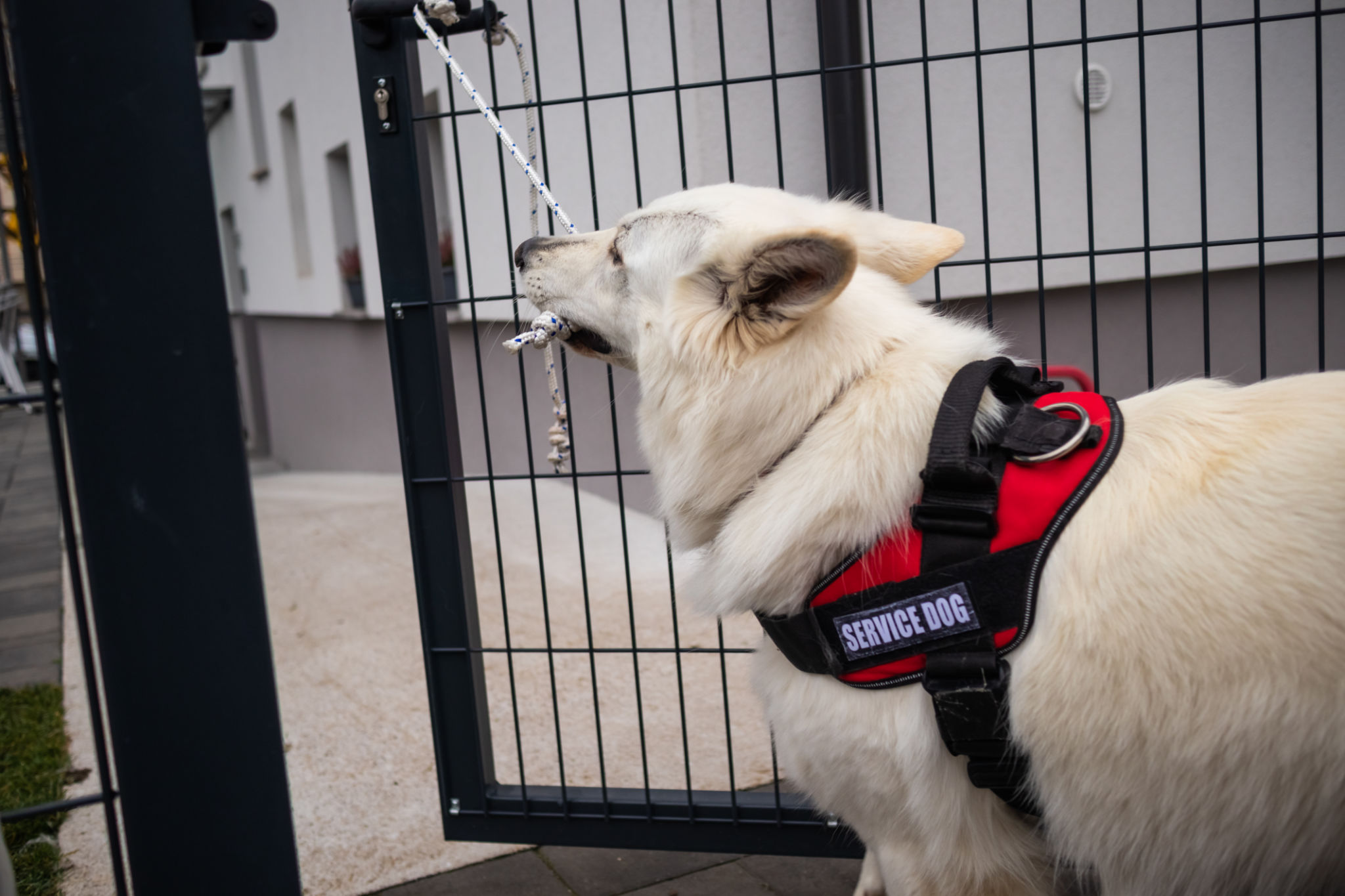 Working service dog Working service dog
