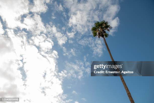 very tall california palm tree (washingtonia filifera) - california fan palm tree stock pictures, royalty-free photos & images