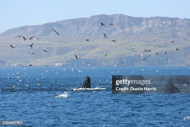 feeding frenzy - channel islands national park stock pictures, royalty-free photos & images