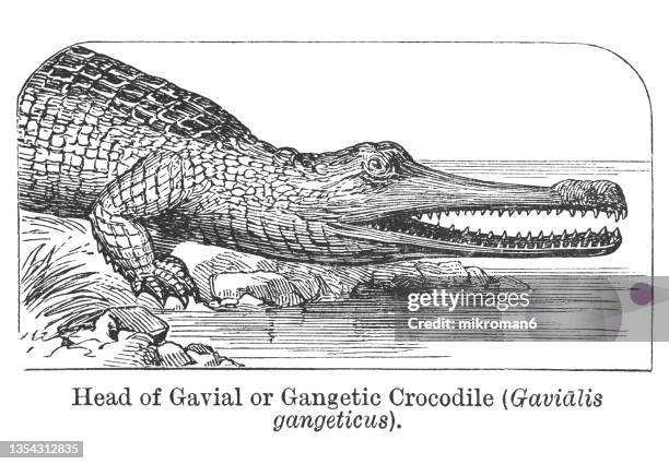old engraved illustration of the gharial, the fish-eating crocodile (gavialis gangeticus) - gharial stock pictures, royalty-free photos & images