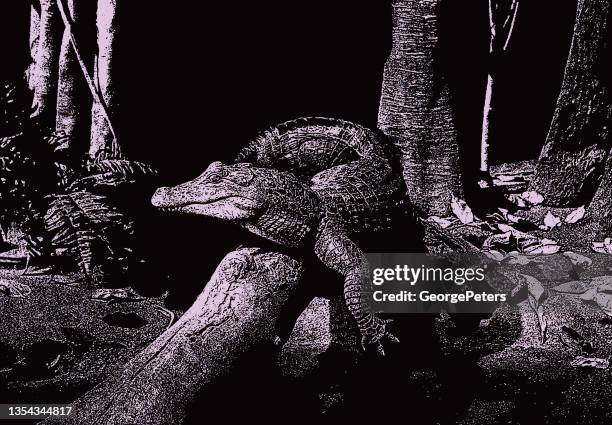 alligator laying in the sun - alligator leather stock illustrations