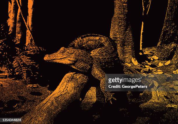 alligator laying in the sun - deinonychus stock illustrations