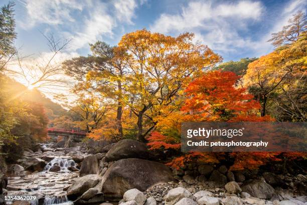 a japanese mountain stream and waterfall with bright autumn colours - japanese maple stockfoto's en -beelden