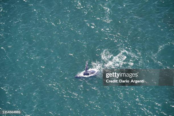 whale from above - images of whale underwater stock pictures, royalty-free photos & images