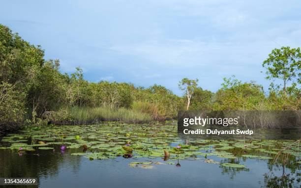 old melaleuca cajuput trees and lotus in peat swamp water - kroos stockfoto's en -beelden