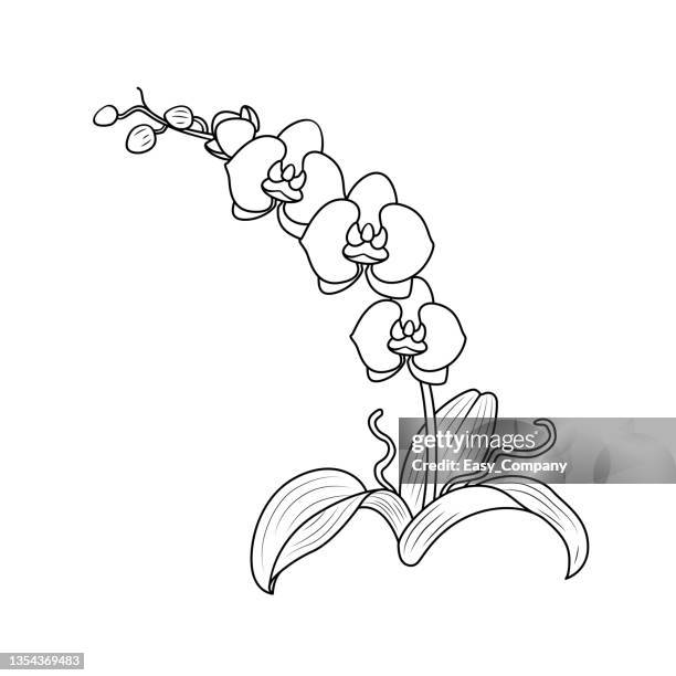 ilustraciones, imágenes clip art, dibujos animados e iconos de stock de ilustración vectorial en blanco y negro de una página de libro para colorear de actividades infantiles con imágenes de orquídeas de la naturaleza. - orchid