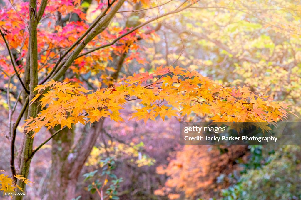 Golden Autumn leaves of the Japanese Maple tree also known as Acer Palmatum