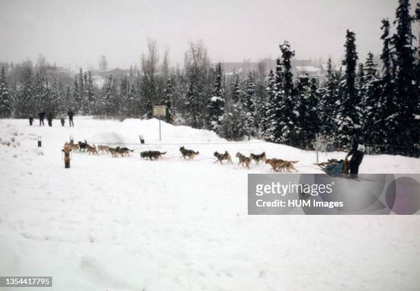 Starting Line-1974 Iditarod Race ca. March 1974.