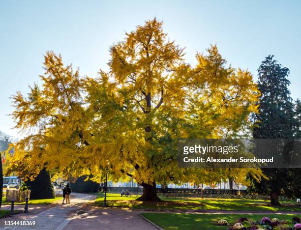 huge ginkgo tree known as goethe tree with yellow leaves, republic square in strasbourg, panoramic view, france - gingko stock-fotos und bilder