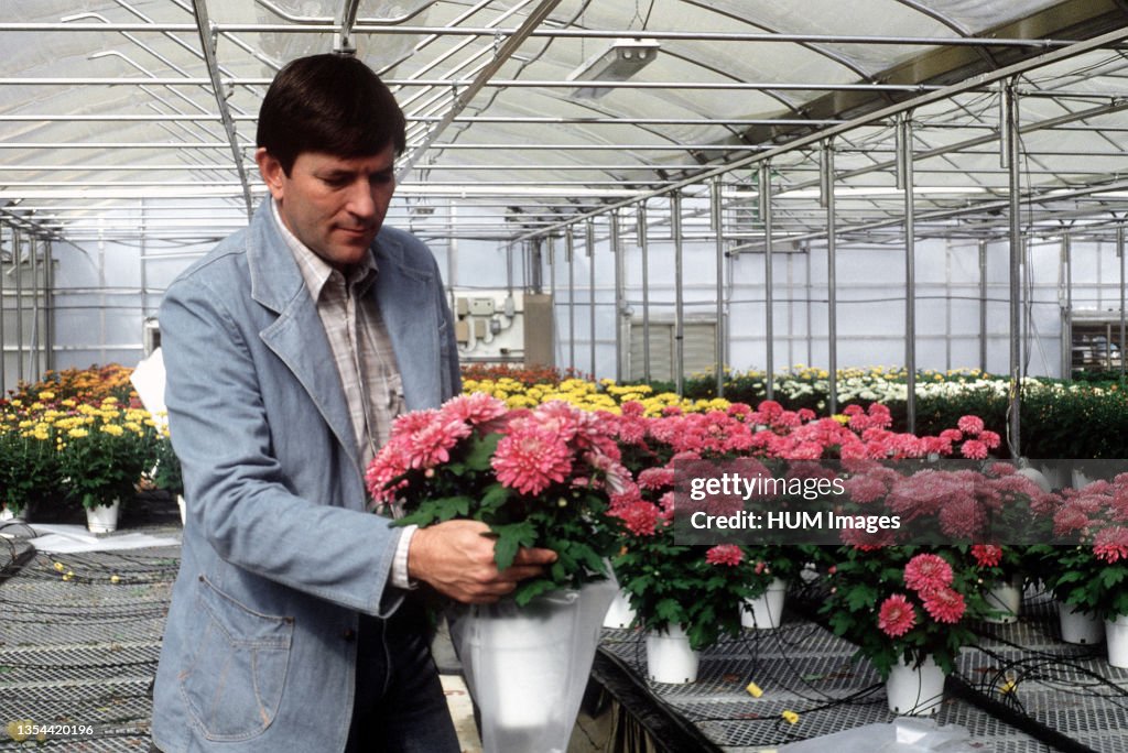 1982 - Bob Hathaway, chief horticulturist for the Cherokee Nation works with chrysanthemums at the Cherokee Nation of Oklahoma nursery.