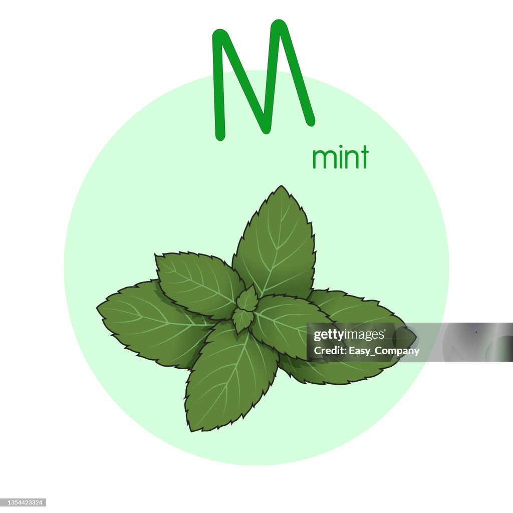 Vector illustration of Mint with alphabet letter M Upper case or capital letter for children learning practice ABC