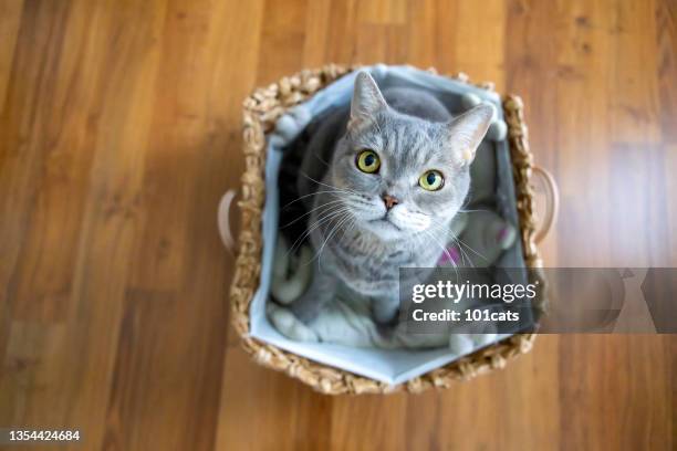 big-headed obese cat, looking up in wicker basket - pet shop stock pictures, royalty-free photos & images