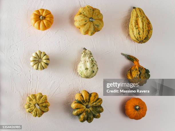 pumpkins, gourds and squashes - gourd bildbanksfoton och bilder