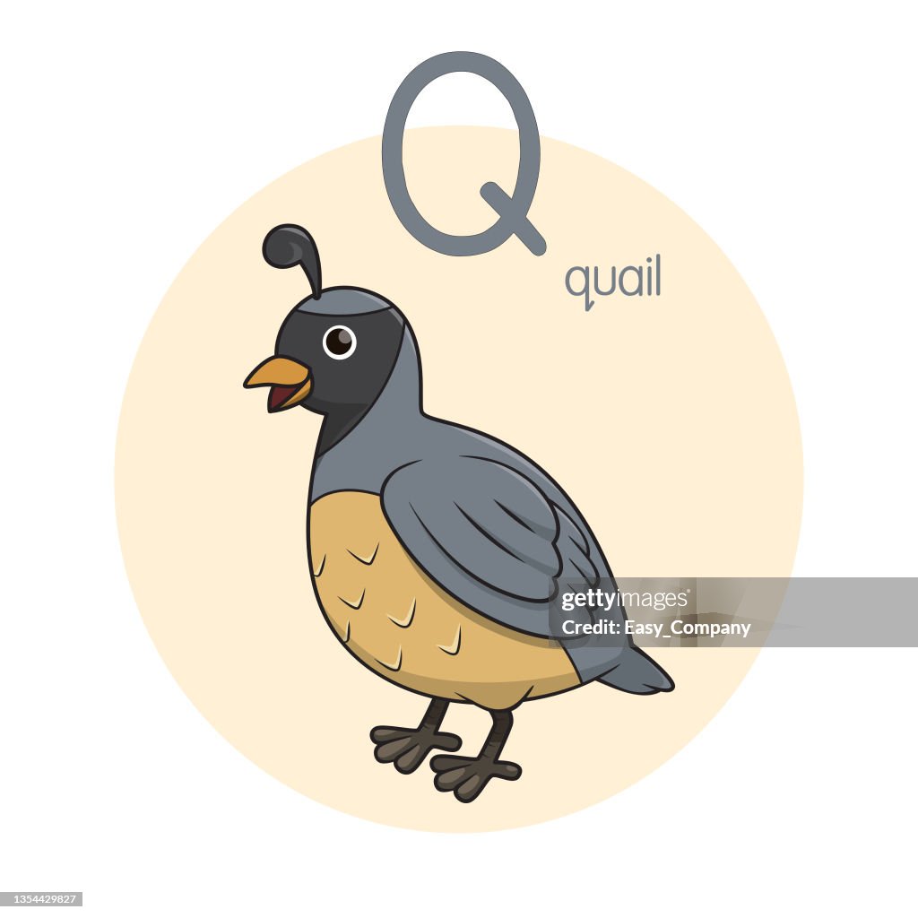 Vector illustration of Quail with alphabet letter Q Upper case or capital letter for children learning practice ABC