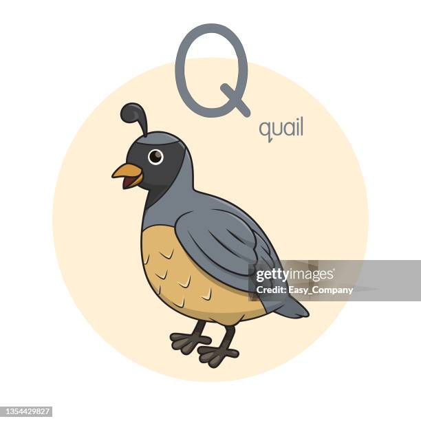 vector illustration of quail  with alphabet letter q upper case or capital letter for children learning practice abc - q stock illustrations