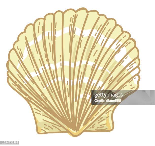 handgezeichnete jakobsmuschel muschel auf transparenter basis - jakobsmuschel stock-grafiken, -clipart, -cartoons und -symbole