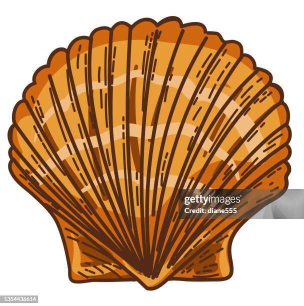 hand drawn scallop clam seashell on a transparent base - clam shells stock illustrations