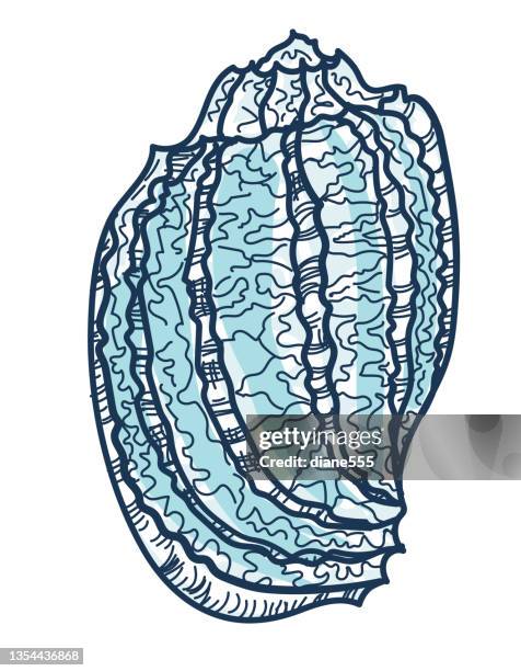 hand drawn articulate harp shell on a transparent base - single seashell stock illustrations