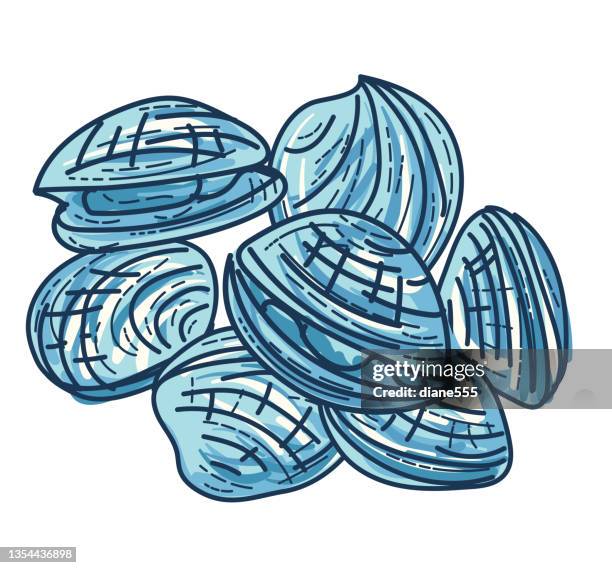 hand drawn cockle molluscs seashell on a transparent base - shells isolated stock illustrations