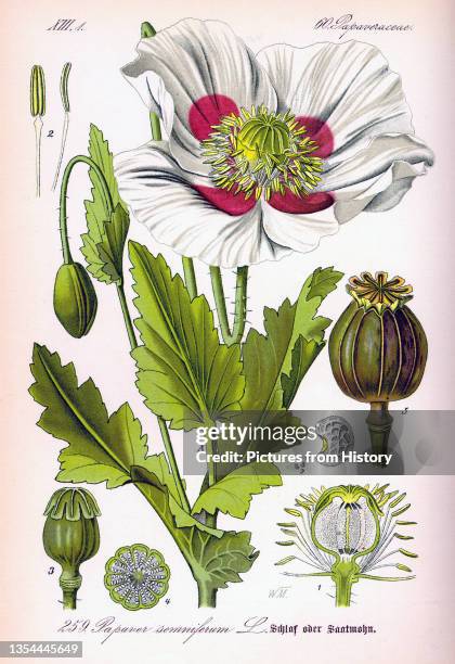 Opium poppy, Papaver somniferum, is the species of plant from which opium and poppy seeds are extracted. Opium is the source of many opiates,...