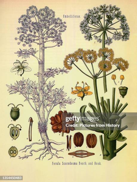 Native to Persia and Mesopotamia, the asafoetida plant is known for its pungent smell, earning it the nickname 'The Devil's Dung' or 'Stinking Gum'....