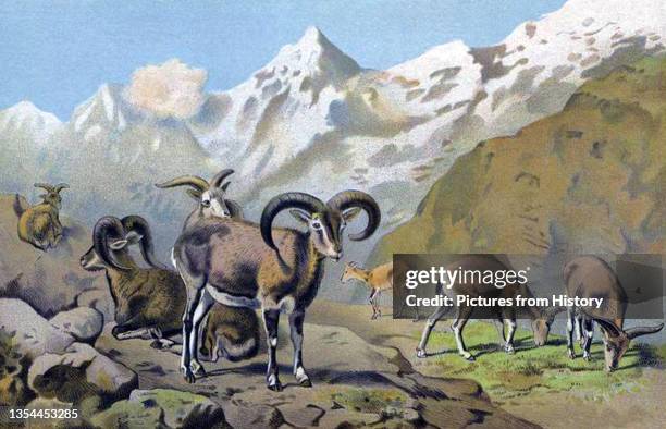 51 George Schaller Photos & High Res Pictures - Getty Images