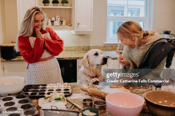 two woman bake mince pies while half-heartedly feigning annoyance with a mischievous golden retriever who jumps up on the counter - messy dog fotografías e imágenes de stock