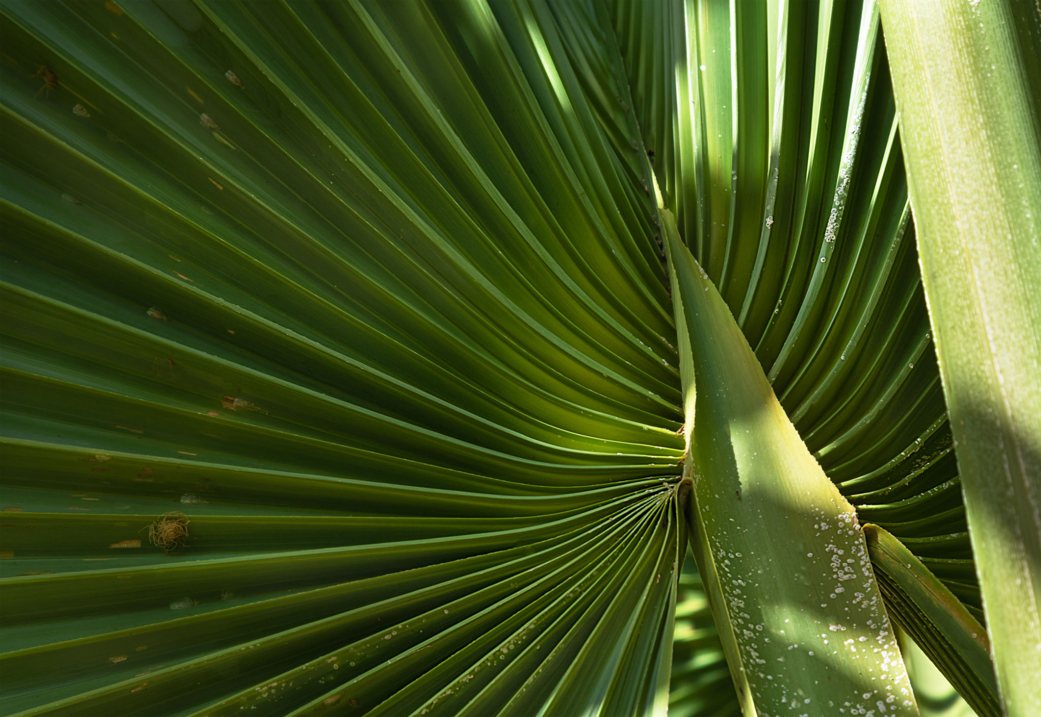 palm tree disease