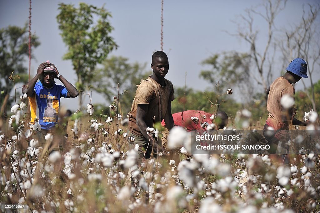 Ivorian farmers hand pick cotton on Dece