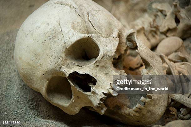 skeleton remains of human looking to the side  - neanderthal stock pictures, royalty-free photos & images