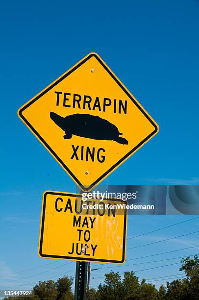 terrapin crossing - jekyll island stock pictures, royalty-free photos & images