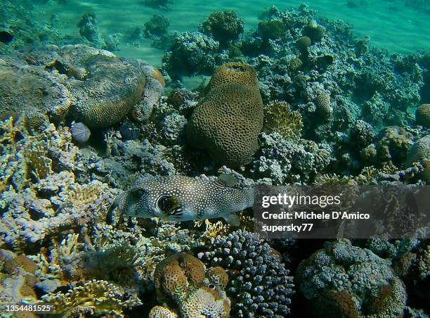 starry puffer (arothron stellatus) - aqaba stock pictures, royalty-free photos & images