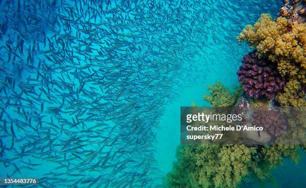 fish swarms and young colourful corals - aqaba stock pictures, royalty-free photos & images