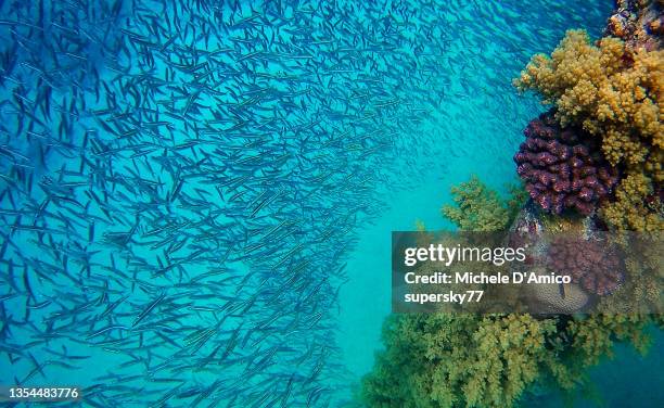 fish swarms and young colourful corals - red sea jordan stock pictures, royalty-free photos & images