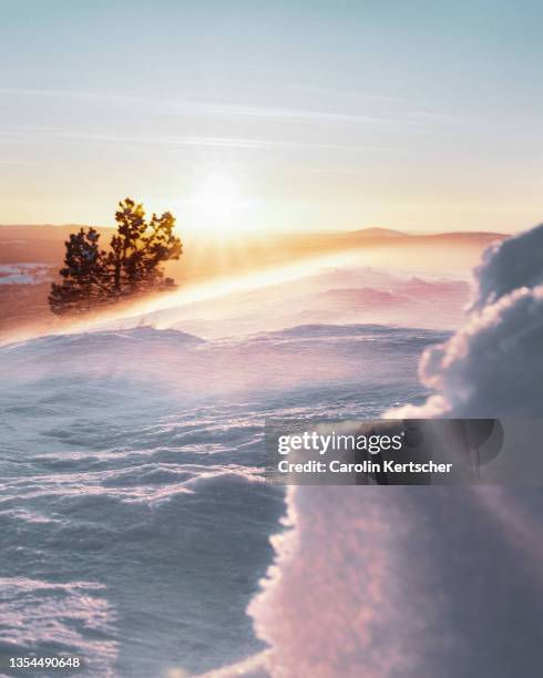 conifer in finnish lapland at sunrise - norrbotten province stock pictures, royalty-free photos & images